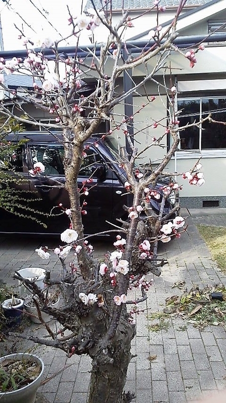 イメージ 3