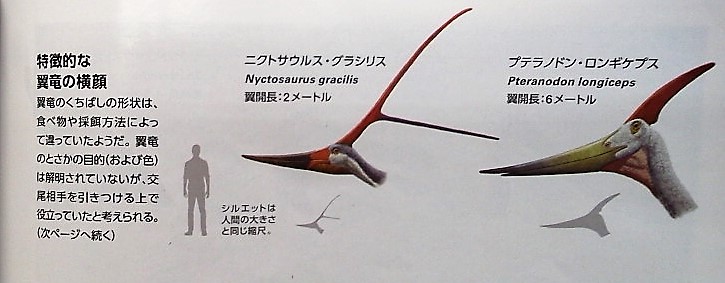 イメージ 5