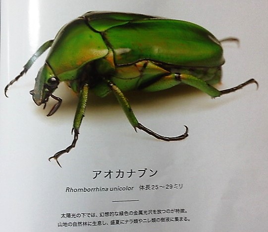 イメージ 4