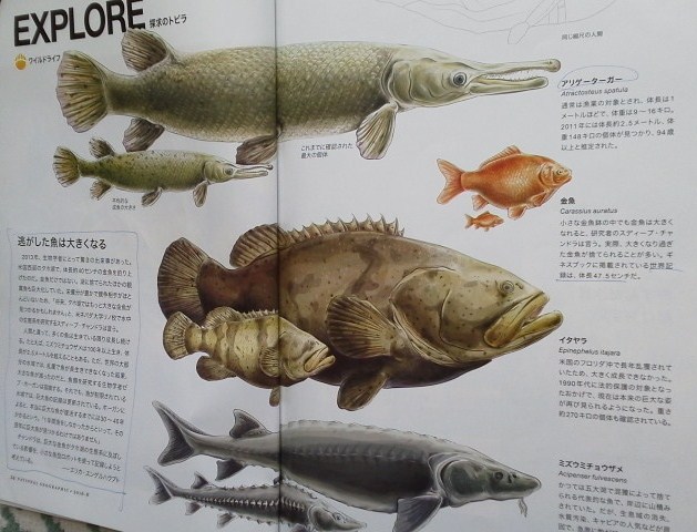 イメージ 10