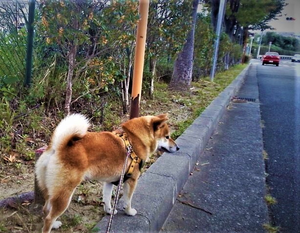 f:id:kikuy1113:20191027142033j:plain
