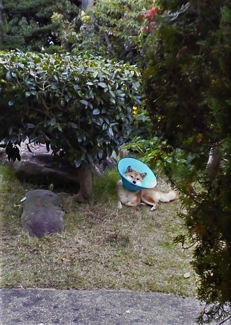f:id:kikuy1113:20191030132958j:plain
