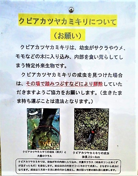 f:id:kikuy1113:20191208015008j:plain