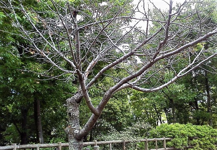 f:id:kikuy1113:20200525182753j:plain