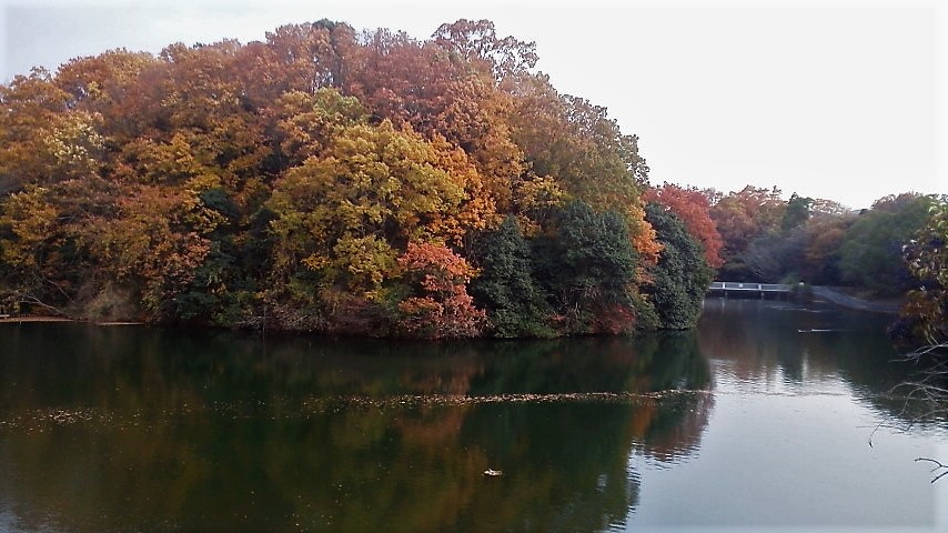 f:id:kikuy1113:20201219005329j:plain