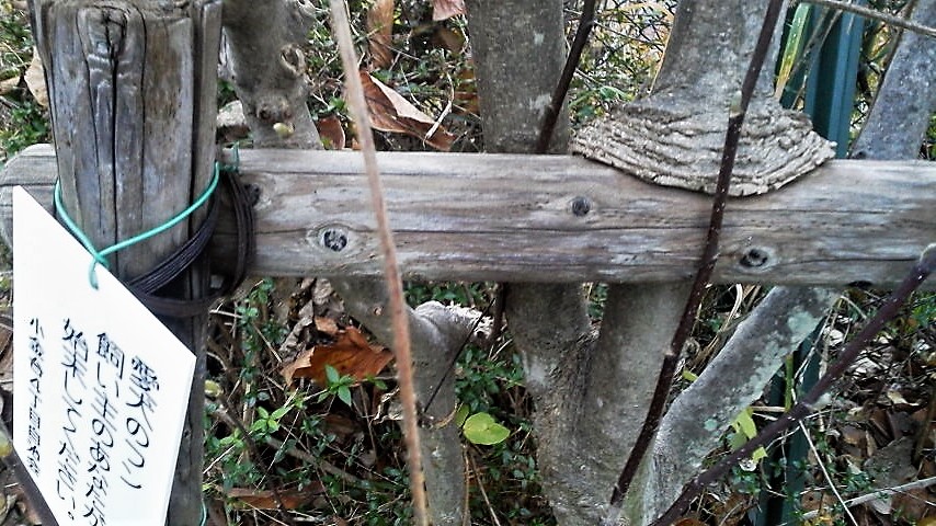 f:id:kikuy1113:20201219005922j:plain