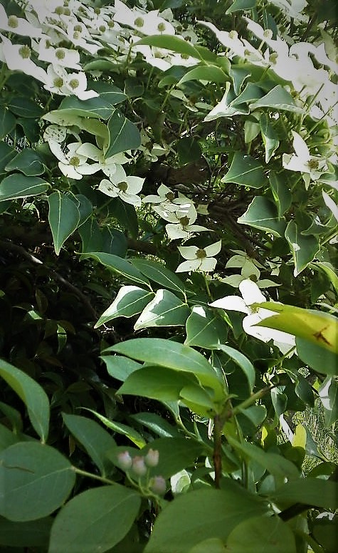 f:id:kikuy1113:20210525222455j:plain