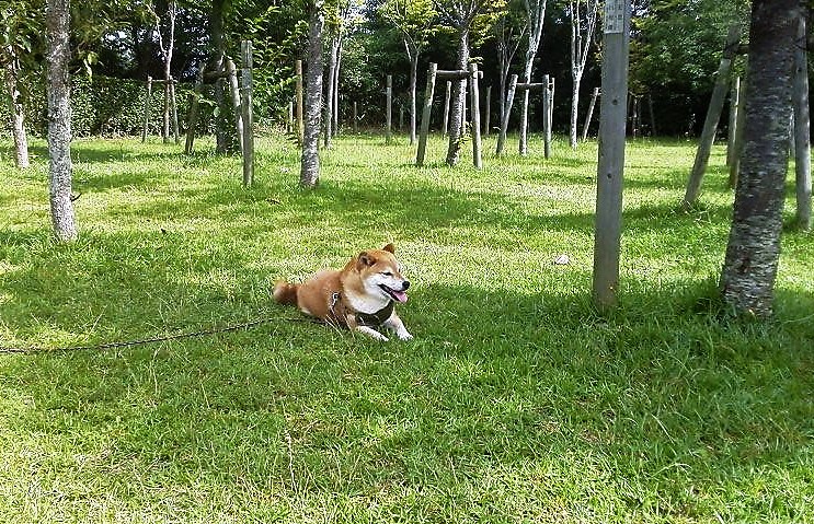 f:id:kikuy1113:20210721143658j:plain