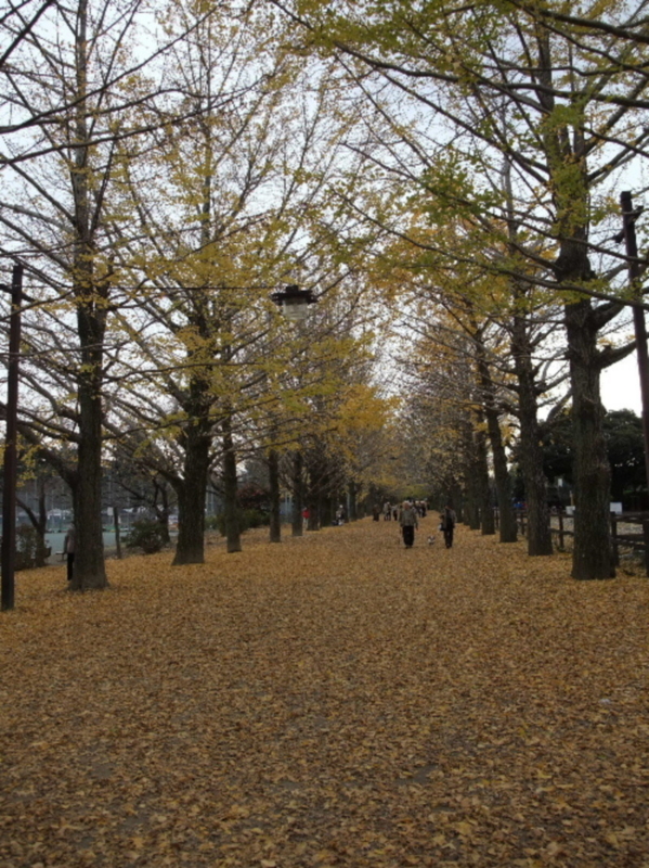 f:id:kikyoedo:20111228175536j:image
