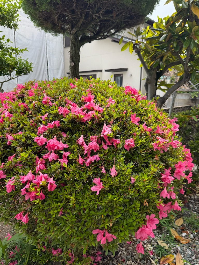 f:id:kikyou2020:20260626183809j:image