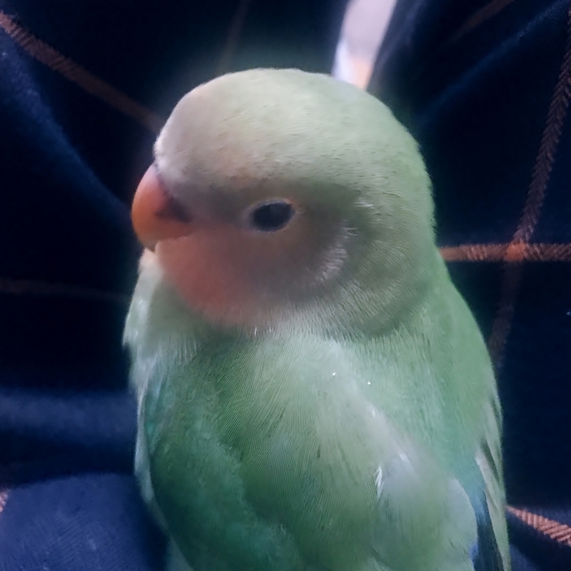f:id:kiluto:20191230120243j:plain f:id:kiluto:20191230120243j:plain