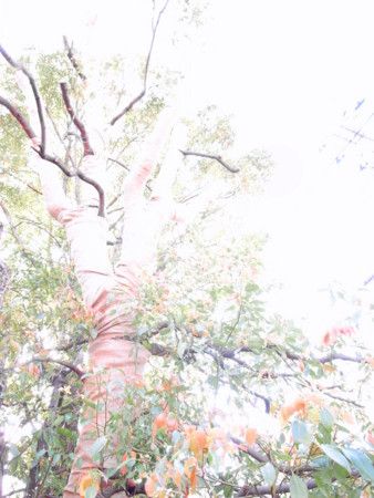 f:id:kilys:20090412155710j:image