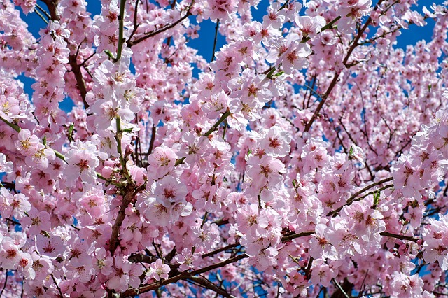 f:id:kimachigeka:20190329143535j:plain