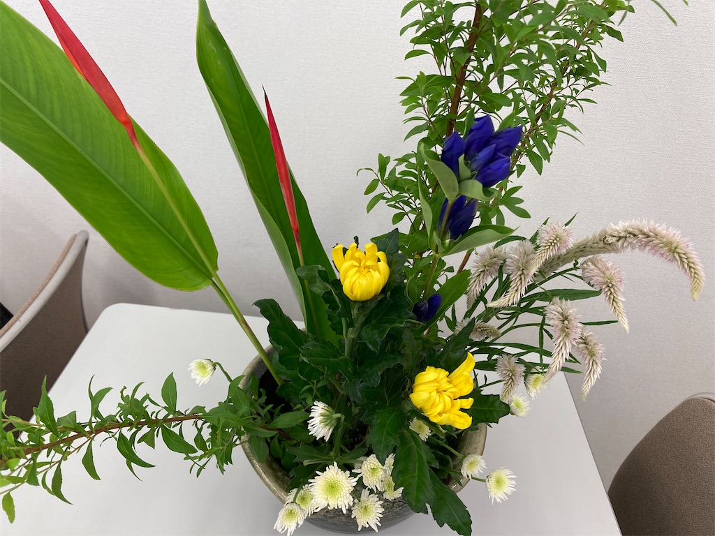 実生25年 ネオチレニア ミチス 群生 花姫 実生25年 ネオチレニア ミチス 群生 花姫