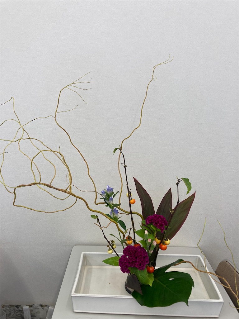 雲竜柳 ドラゴン柳