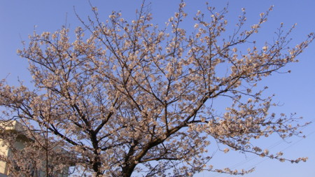 f:id:kimagure2004:20100403170704j:image