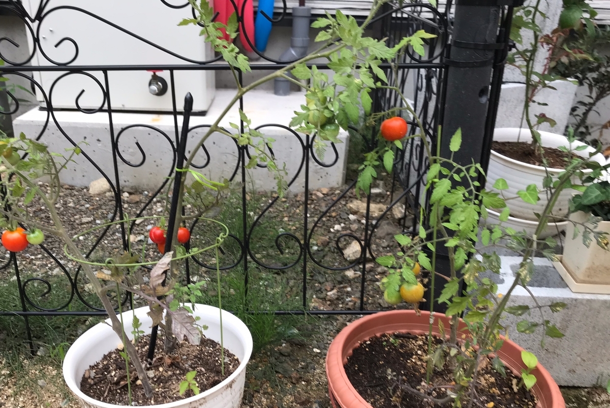 f:id:kimagureNs:20190805180631j:plain f:id:kimagureNs:20190805180631j:plain