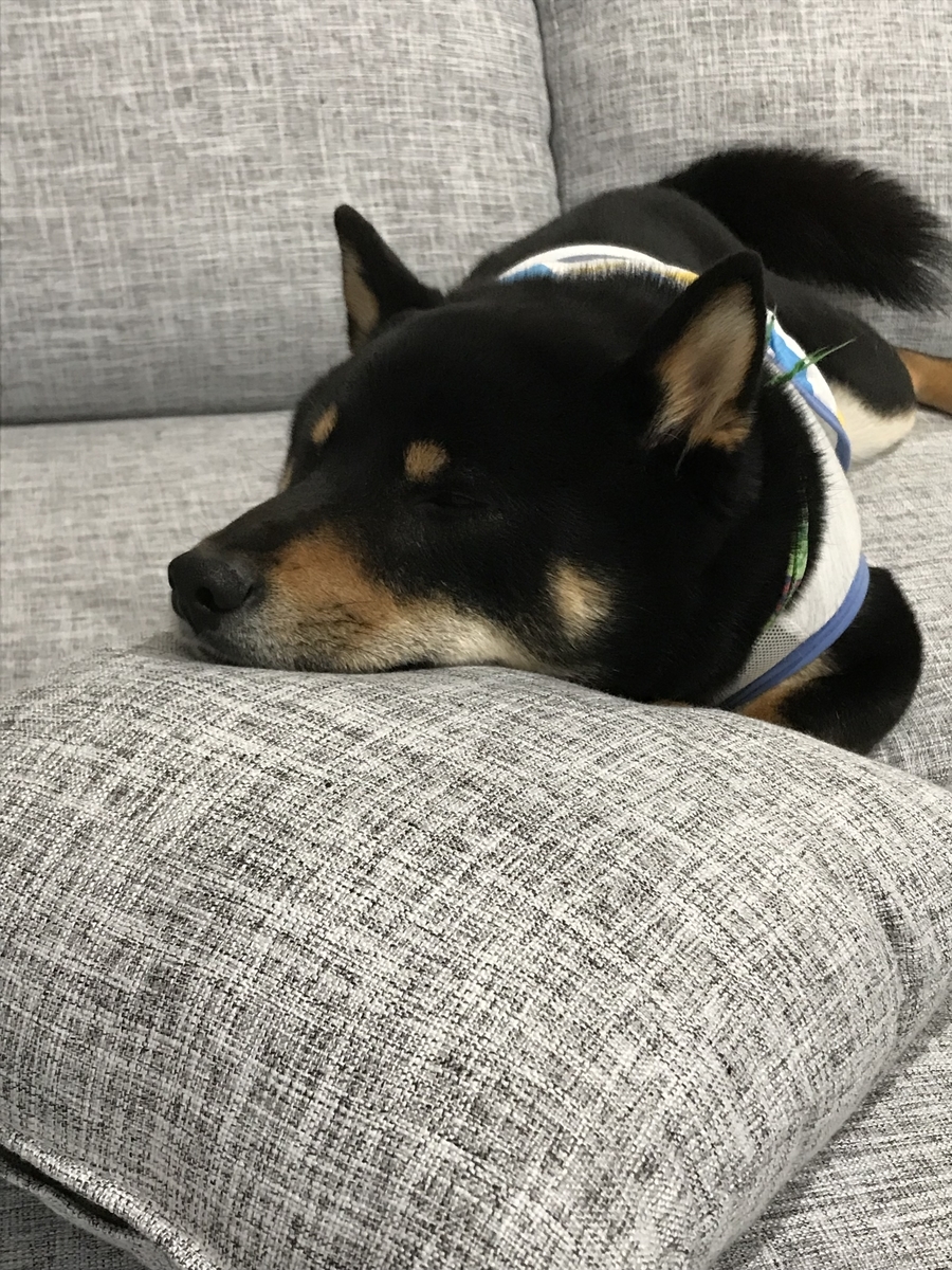 f:id:kimagureNs:20190920181915j:plain f:id:kimagureNs:20190920181915j:plain