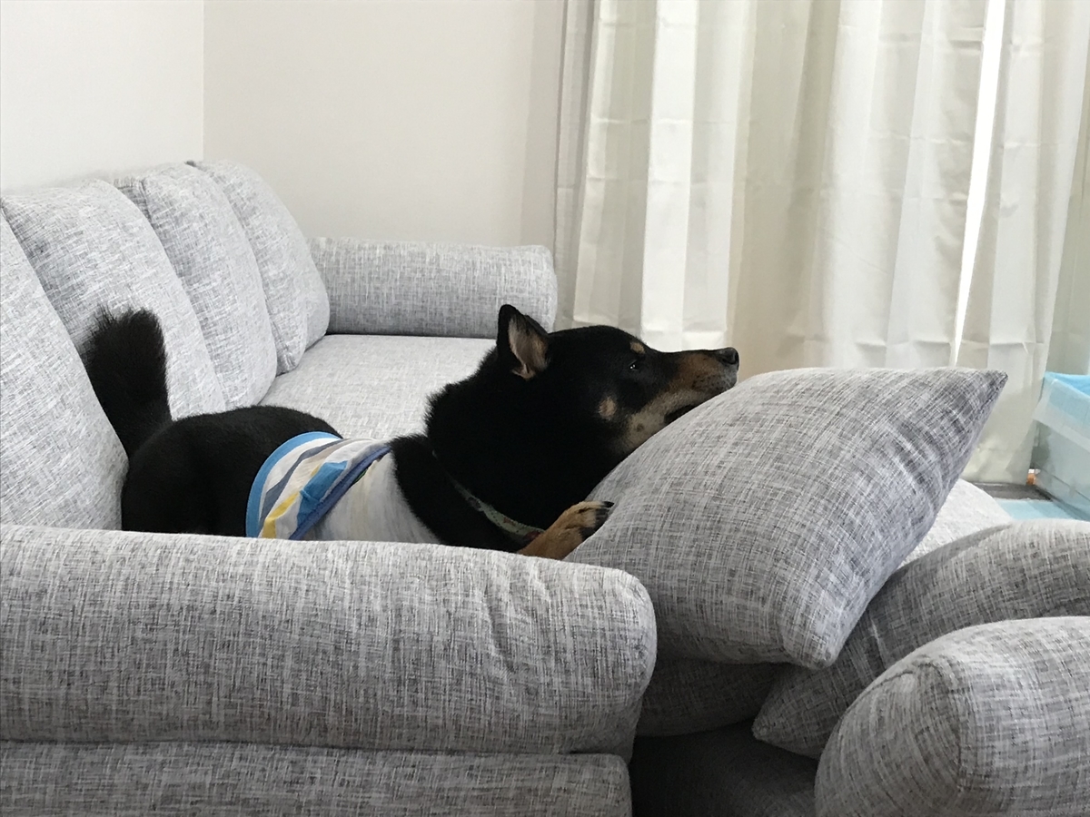 f:id:kimagureNs:20190920181944j:plain f:id:kimagureNs:20190920181944j:plain