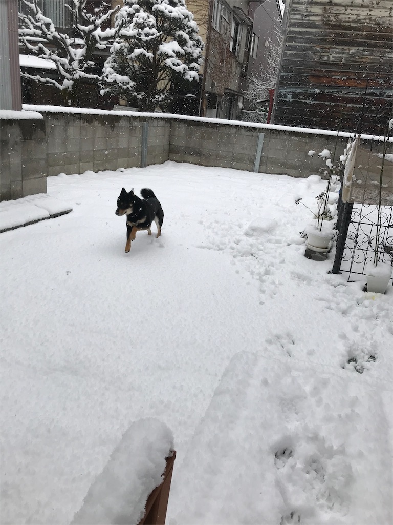 f:id:kimagureNs:20200218231841j:image