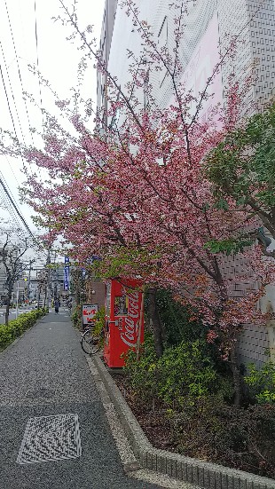 f:id:kimagure_tk:20190307205252j:plain