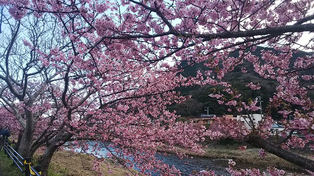 f:id:kimagure_tk:20200214102914j:image