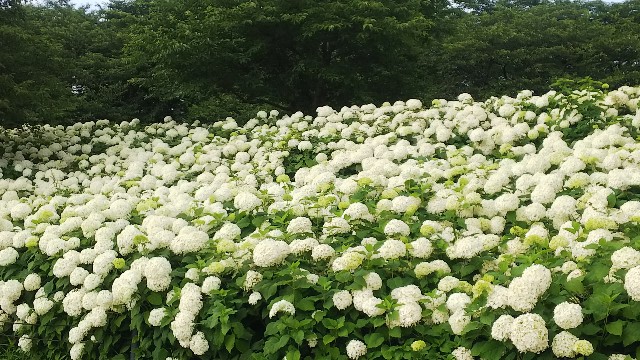 f:id:kimagure_tk:20201224112744j:image