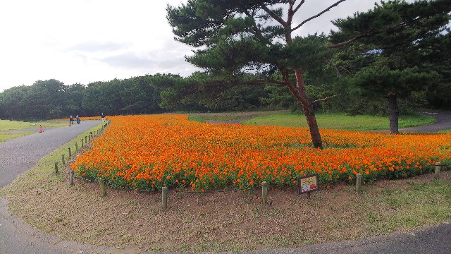 f:id:kimagure_tk:20211011085759j:image