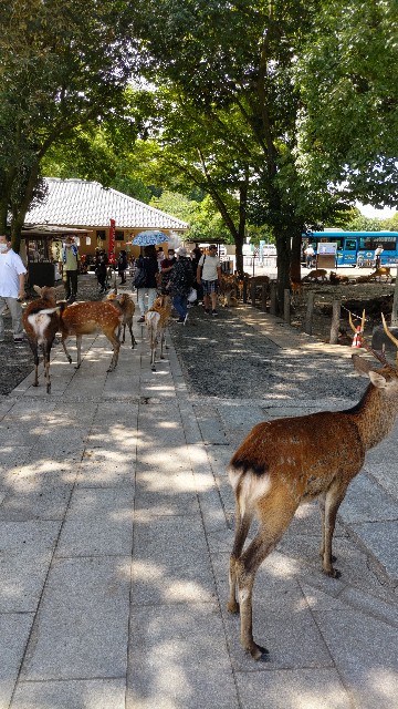 f:id:kimagure_tk:20220911131139j:image