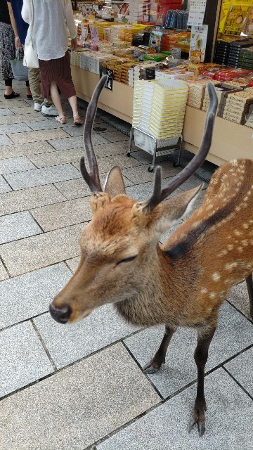 f:id:kimagure_tk:20220911131546j:image