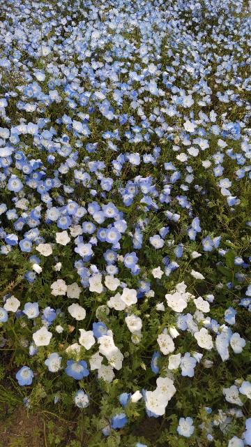 f:id:kimagure_tk:20230427082653j:image