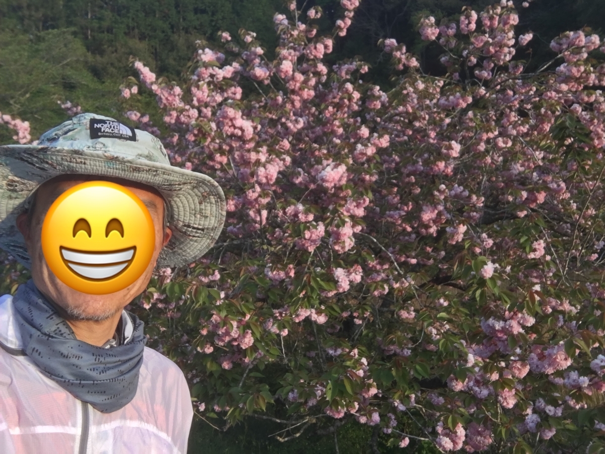 野々川ダムの八重桜