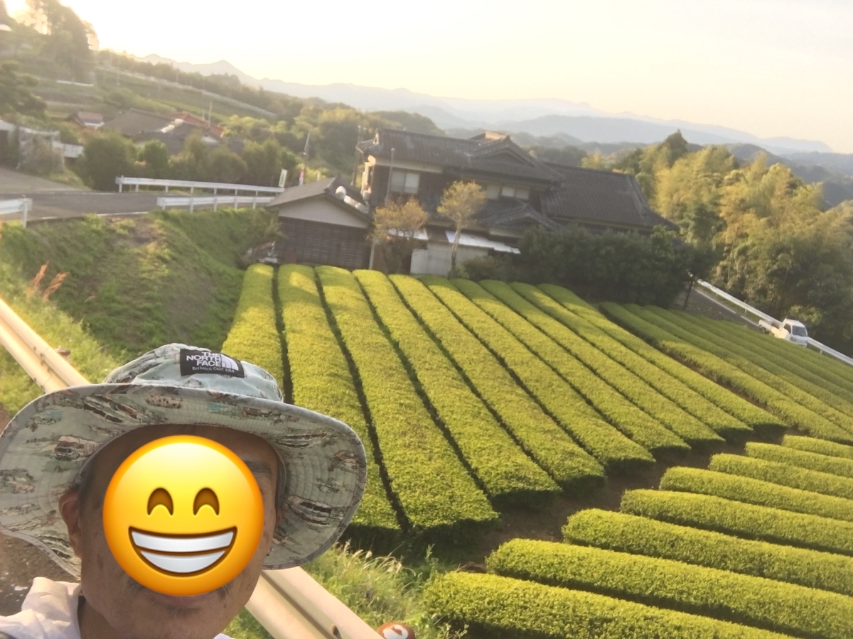 ジョグトリップ陶芸の里。お茶畑