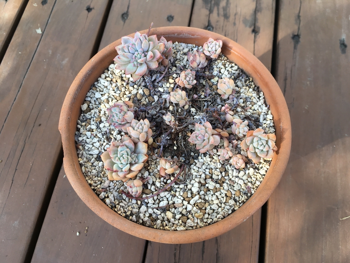 多肉植物 マッコス 葉挿し50枚 ＋ プロリフィカ  葉挿し 50枚　① 多肉植物 姫秀麗 カット苗 20カット & プロリフィカ 葉挿しの葉