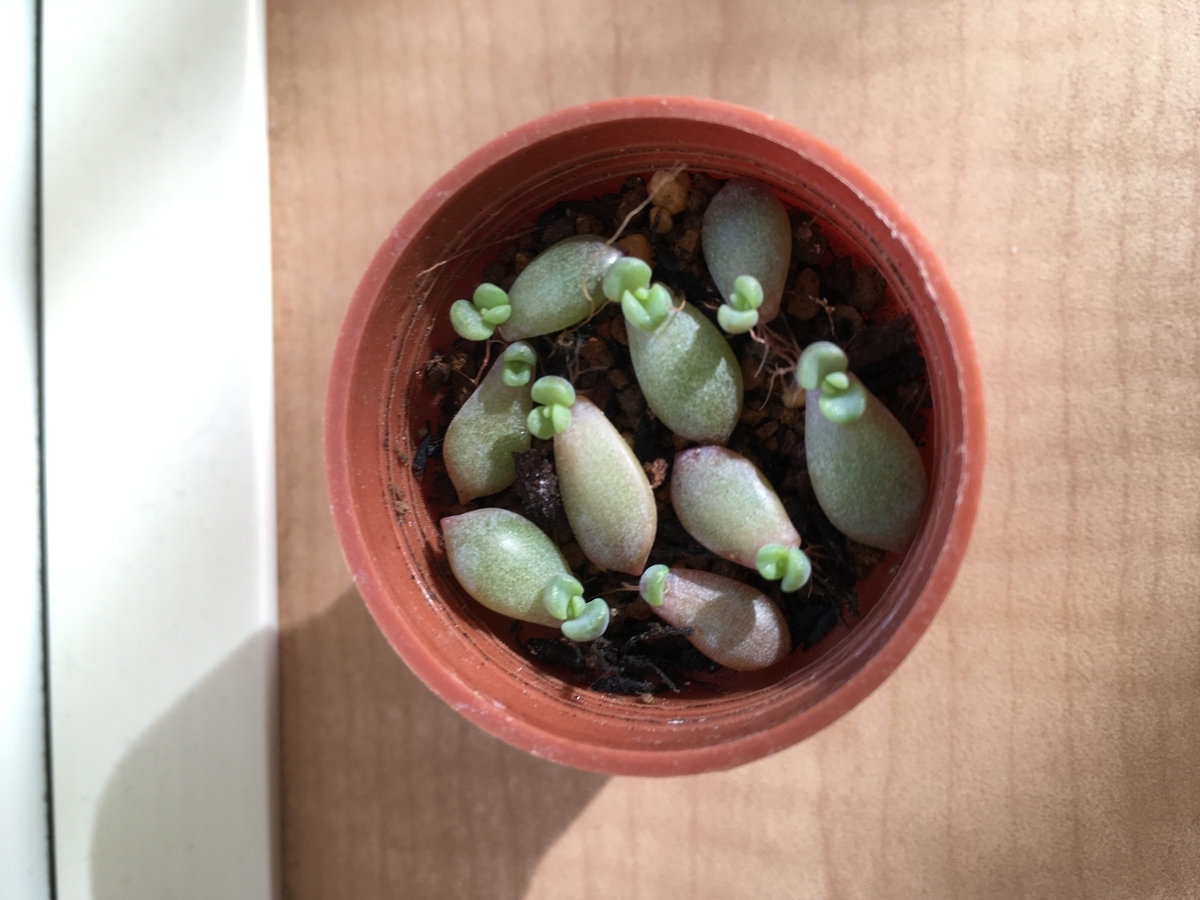 多肉植物 マッコス 葉挿し50枚 ＋ プロリフィカ 葉挿し 50枚 ① 多肉