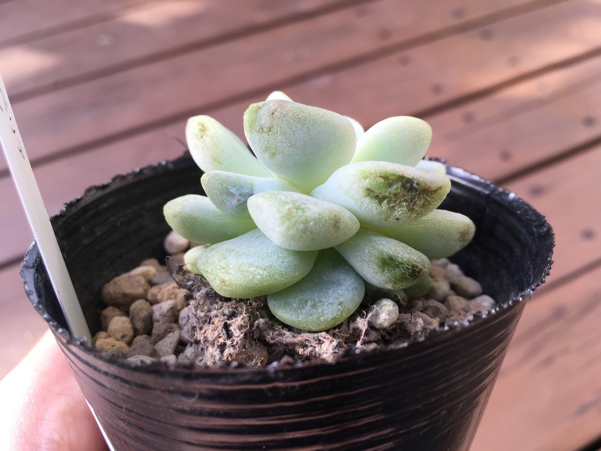 アイスグリーン』の成長記録【多肉植物】 - 気ままに多肉生活