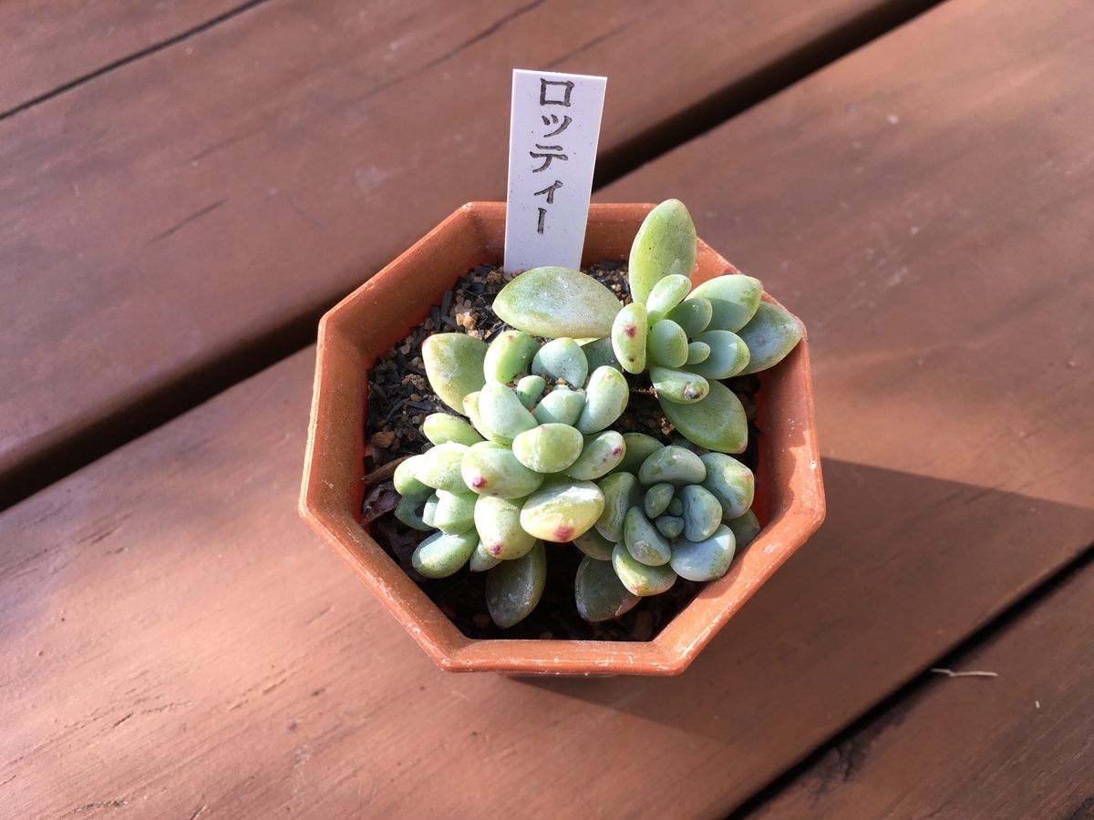 【サービス品@980〜】ロッティ交配 セダム ロッティの増やし方 - YouTube