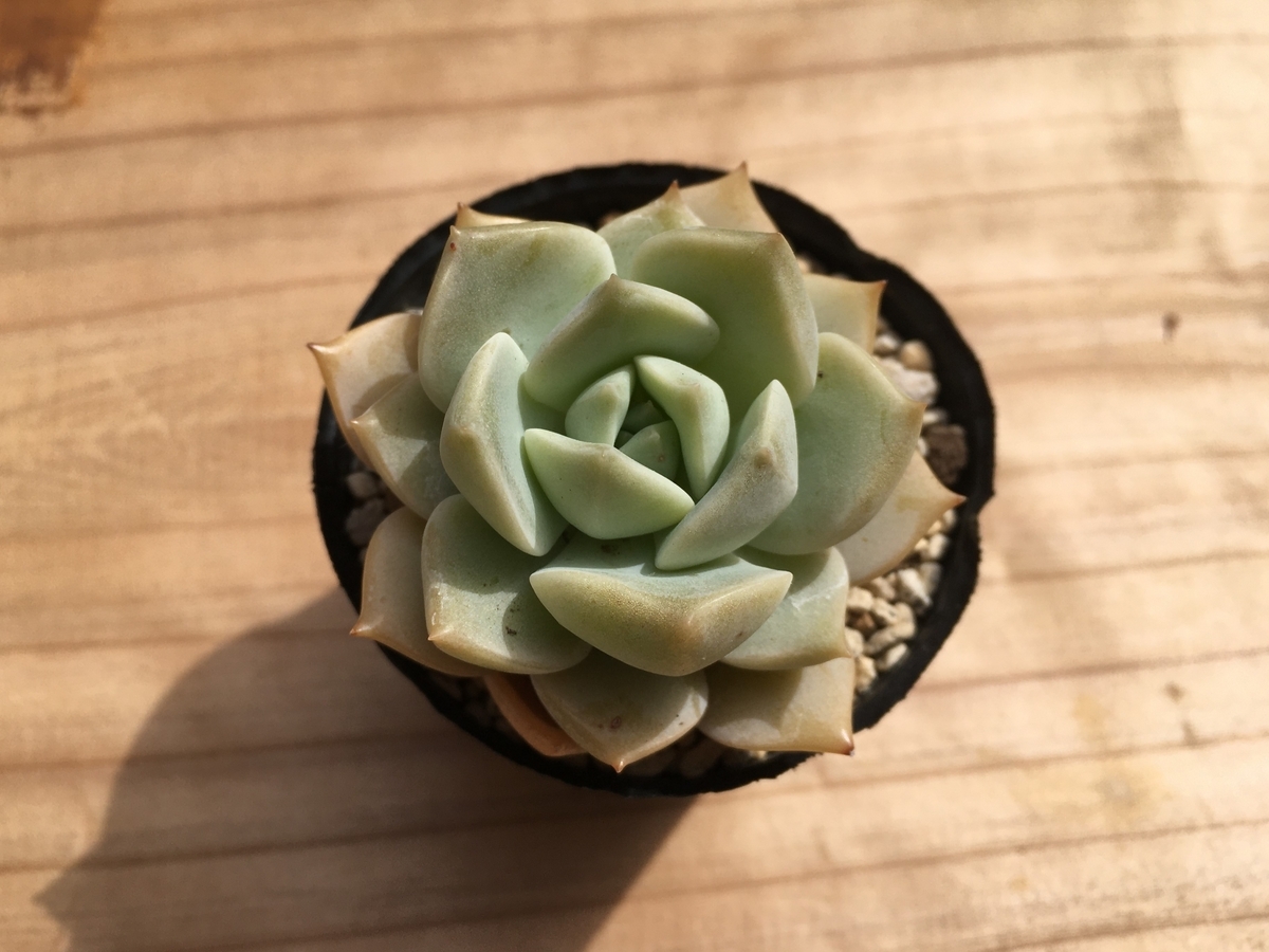 白牡丹』の胴切りとその後の様子【多肉植物】 - 気ままに多肉生活