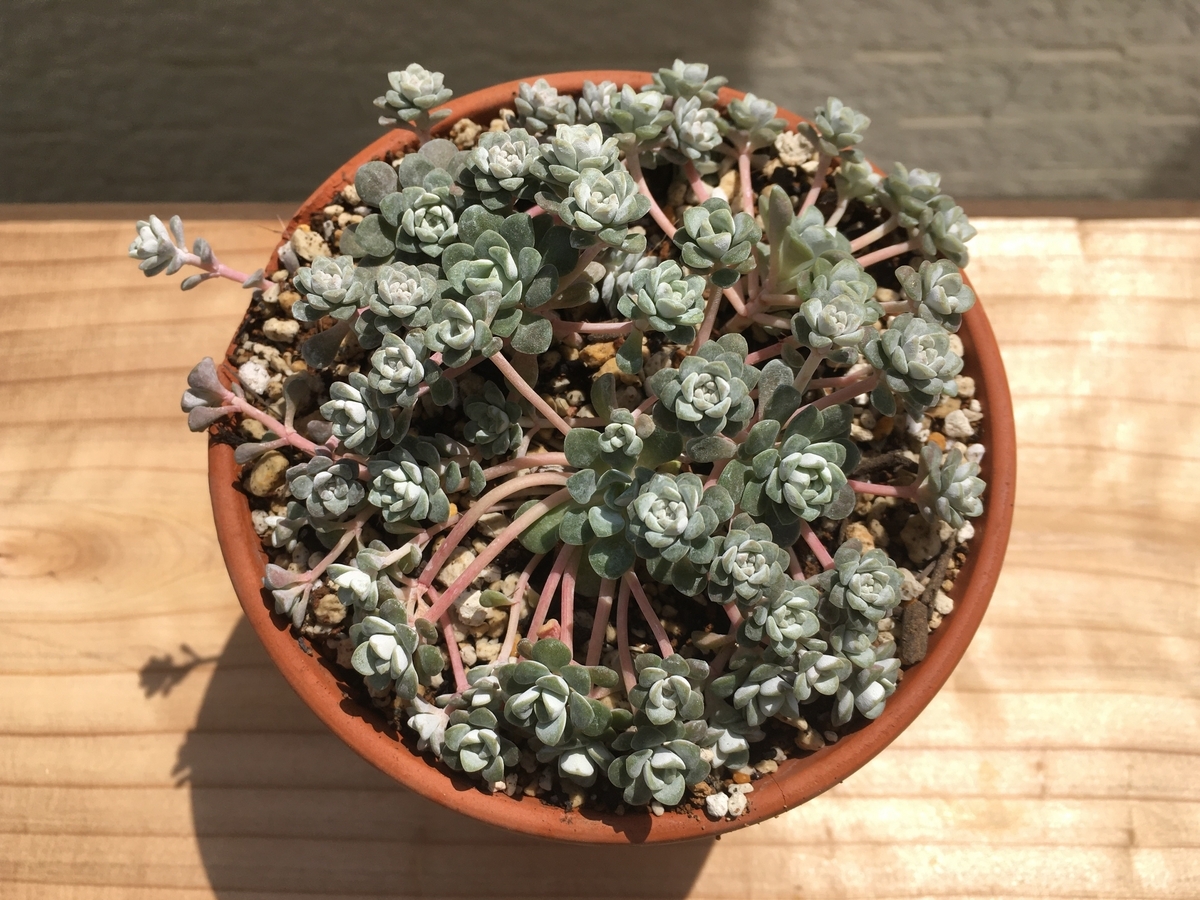 ポロポロ折れる『白雪ミセバヤ』の植え替え - 気ままに多肉生活