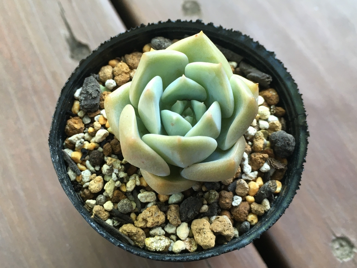 白牡丹』の胴切りとその後の様子【多肉植物】 - 気ままに多肉生活