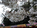 お城の桜