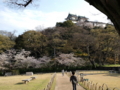 お城の桜