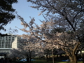 お城の桜