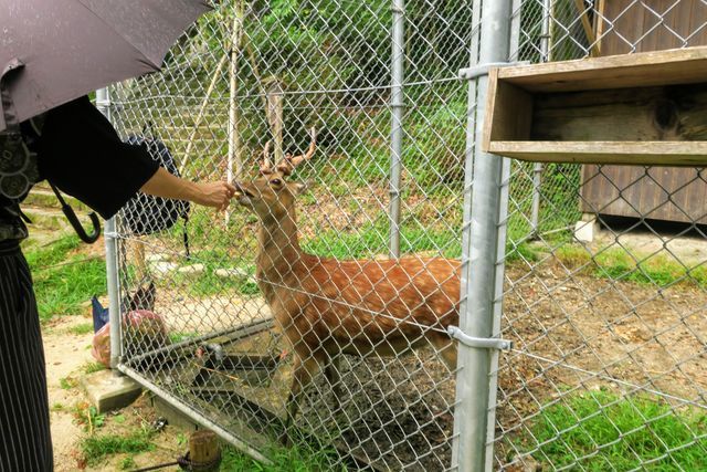 竈門神社 鹿にご飯をあげる