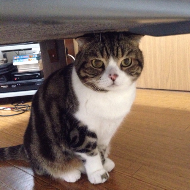 f:id:kimaya:20140512160209j:plain f:id:kimaya:20140512160209j:plain