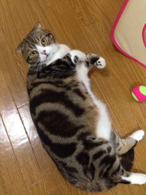 f:id:kimaya:20140512230028j:plain