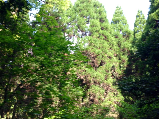 f:id:kimaya:20150702013440j:plain 阿蘇 山の中 車から