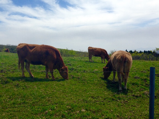 f:id:kimaya:20150702013611j:plain 草を食む馬