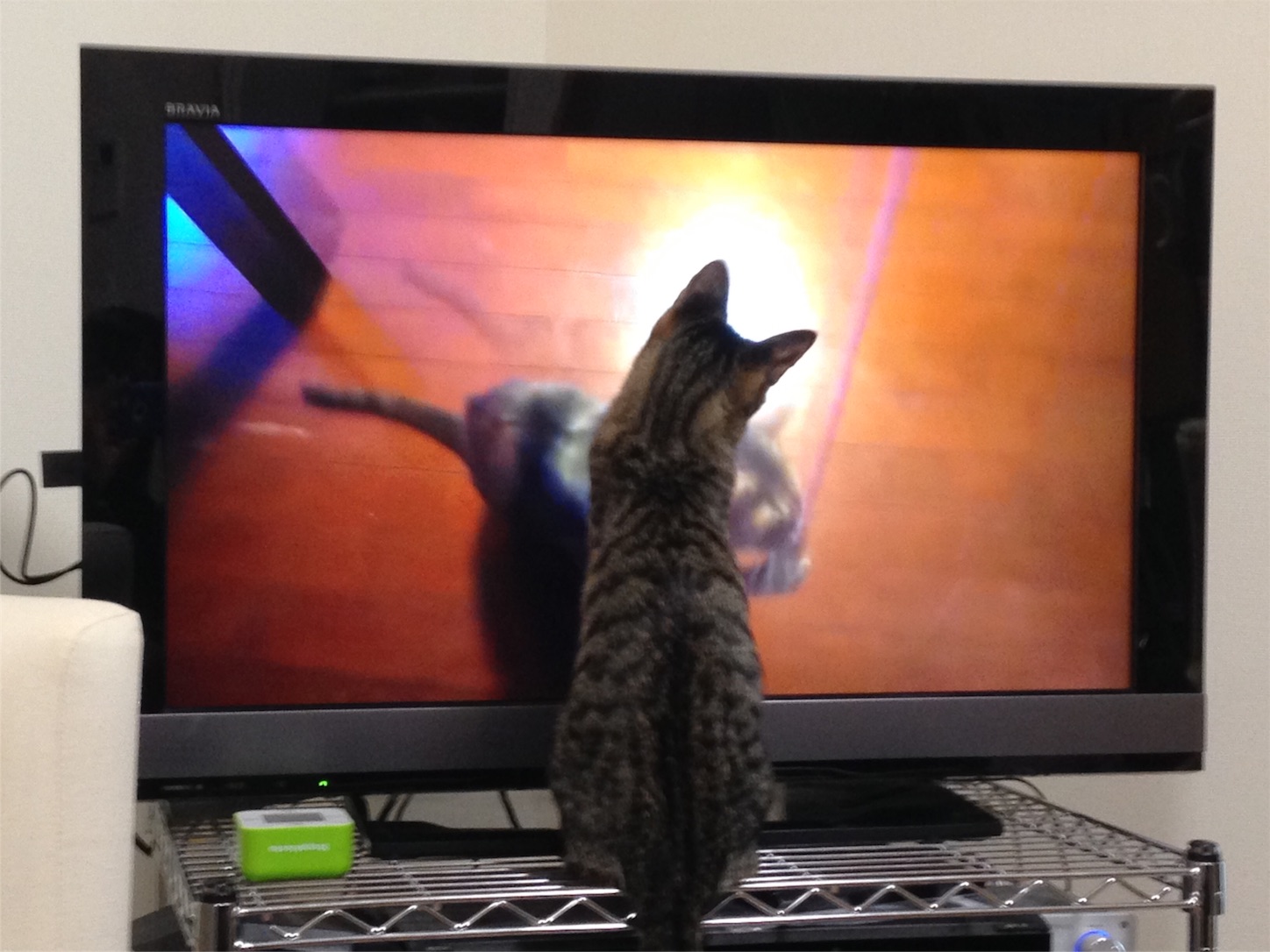 テレビを観る猫