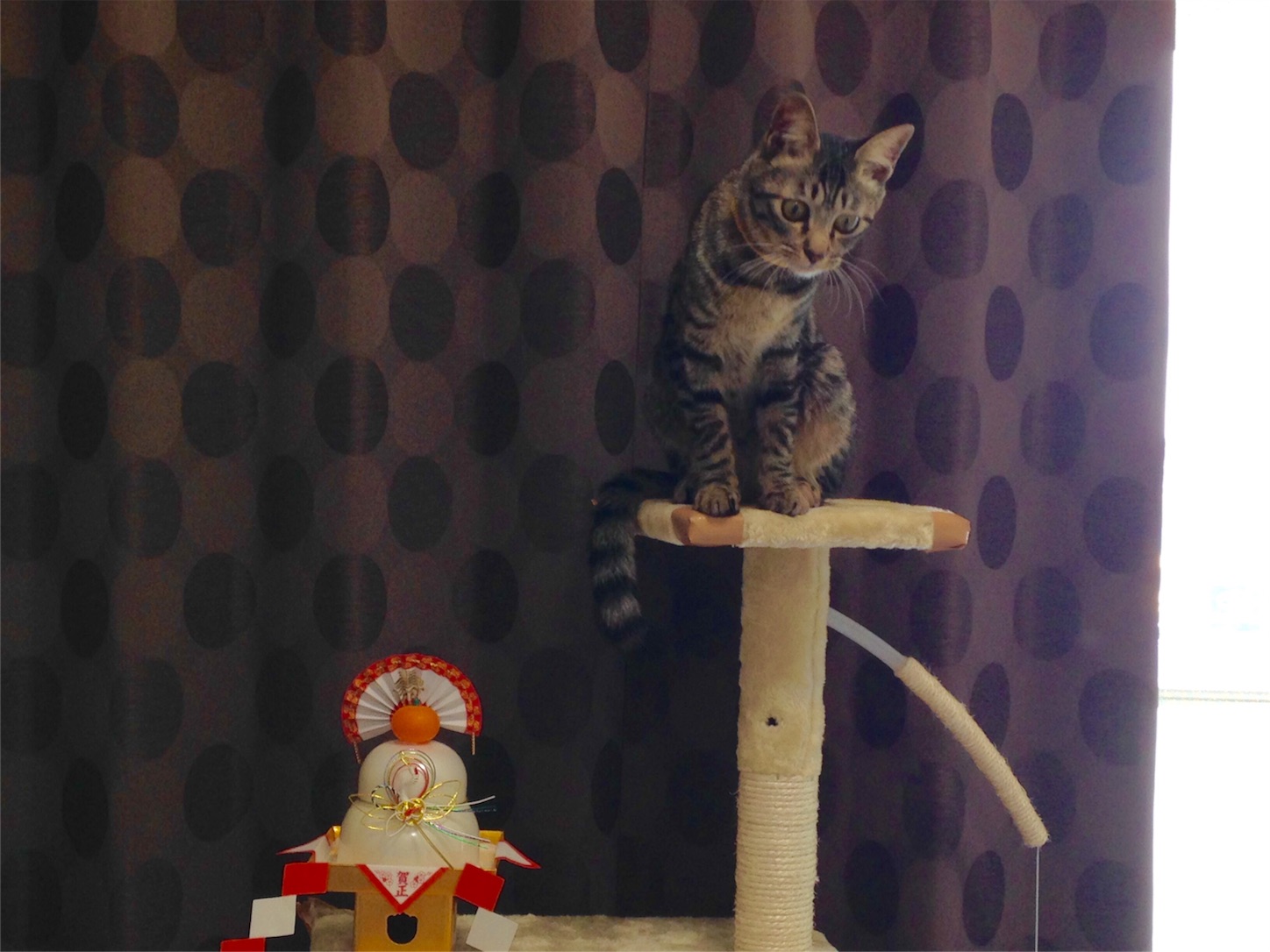 f:id:kimaya:20160104165635j:image